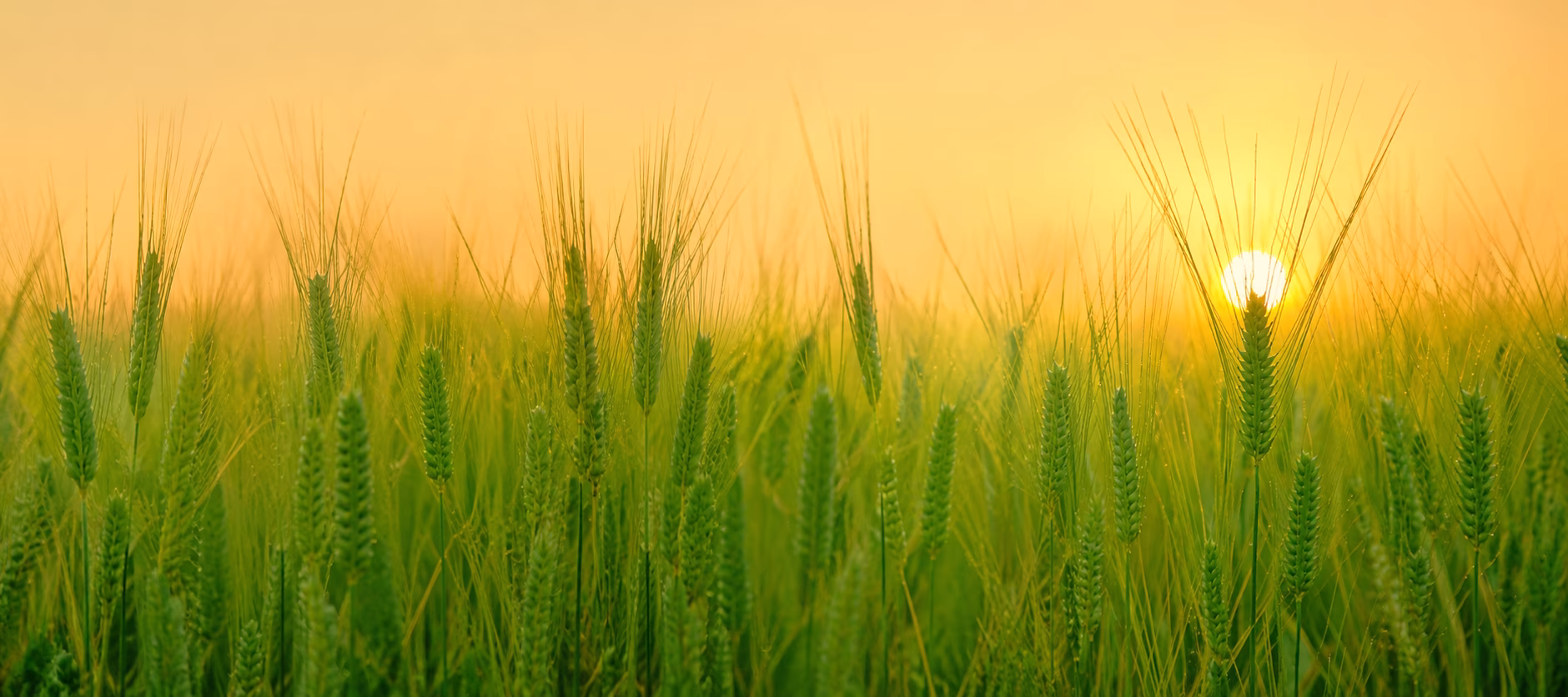 Contact banner image showing a healthy crop field at harvest time