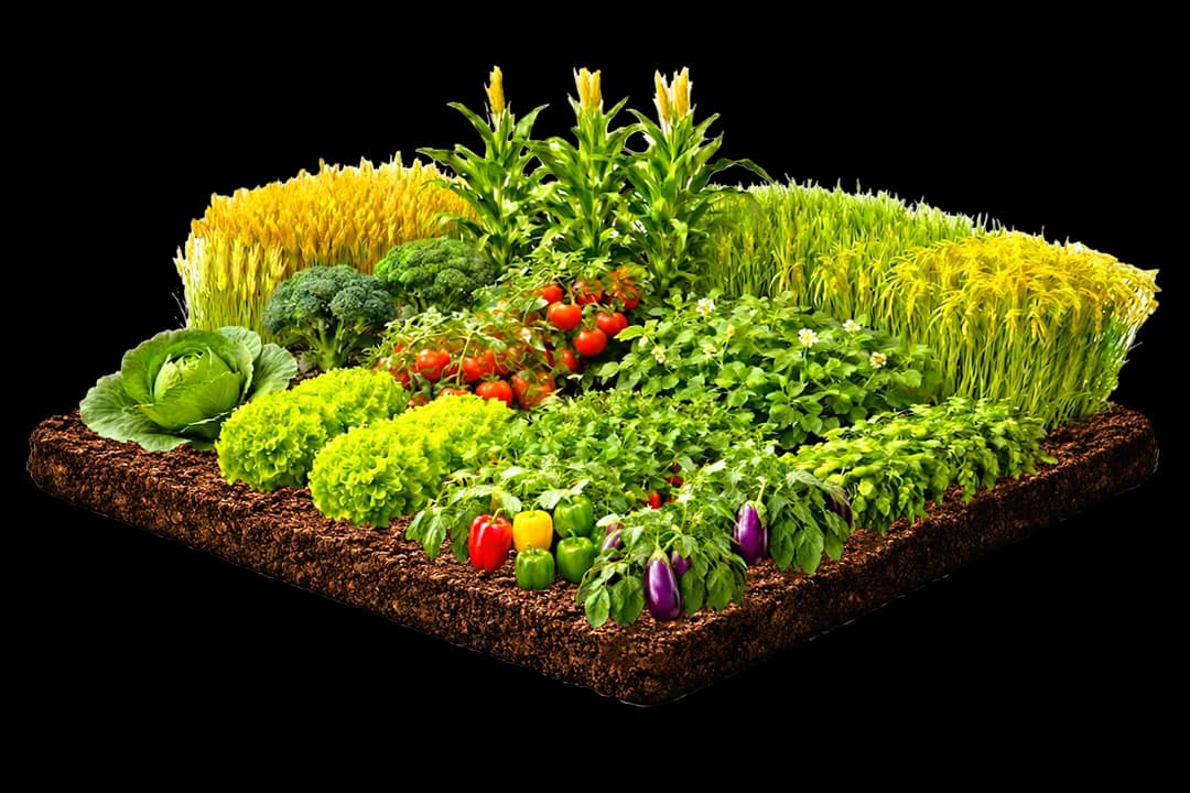 Crop with healthy leaves and no pests