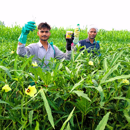 Okra farmer using shakti and skystim